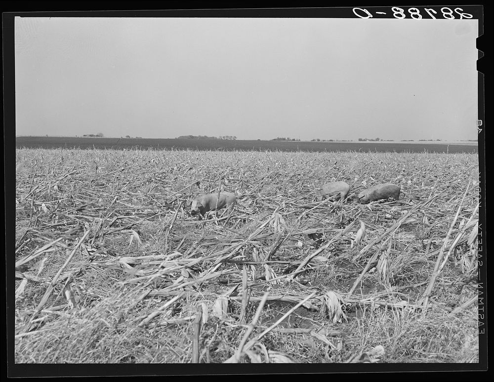 Hogs eating the corn left in the field by mechanical harvester. Grundy County, Iowa. Sourced from the Library of Congress.