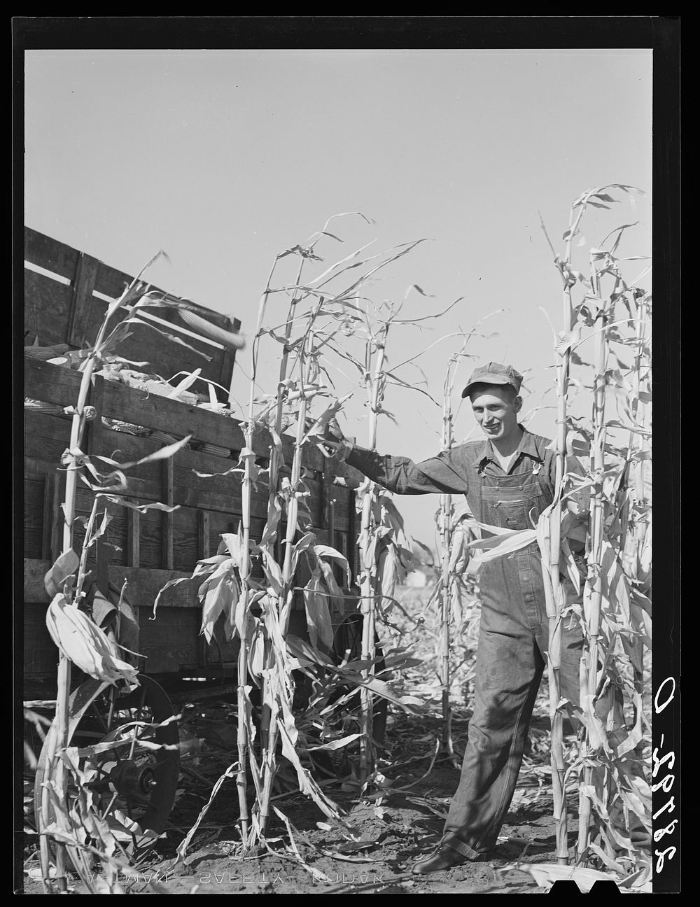 [Untitled photo, possibly related to: Eugene Crouse, champion cornhusker. Grundy County, Iowa]. Sourced from the Library of…