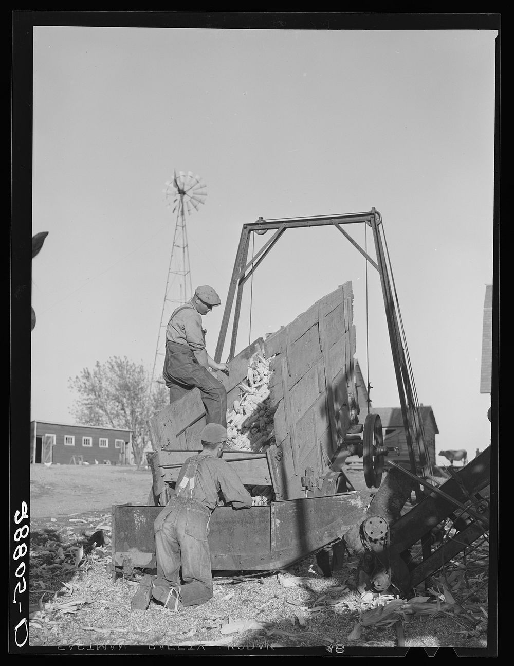 Unloading corn into elevator for storage in crib. Grundy County, Iowa. Sourced from the Library of Congress.