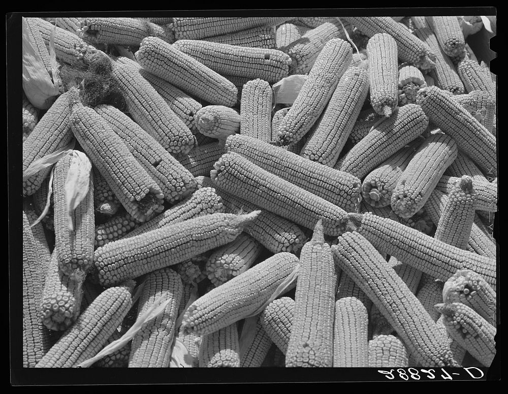 Corn ears. Grundy County, Iowa. Sourced from the Library of Congress.
