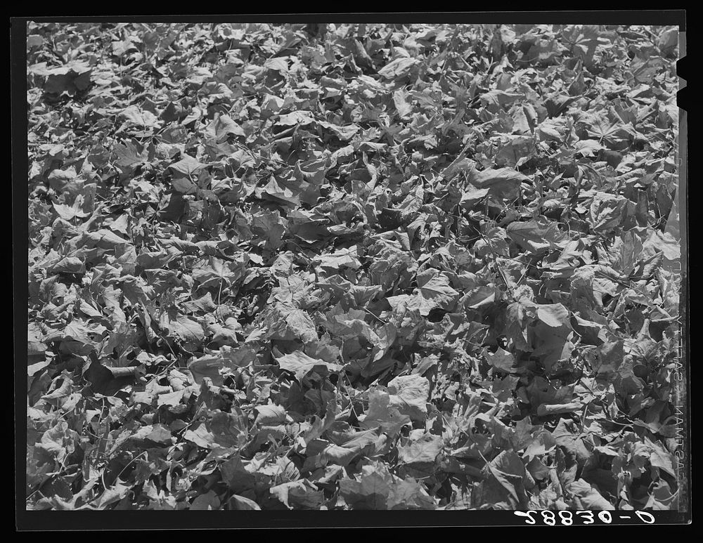 Autumn leaves. Grundy Center, Iowa. Sourced from the Library of Congress.