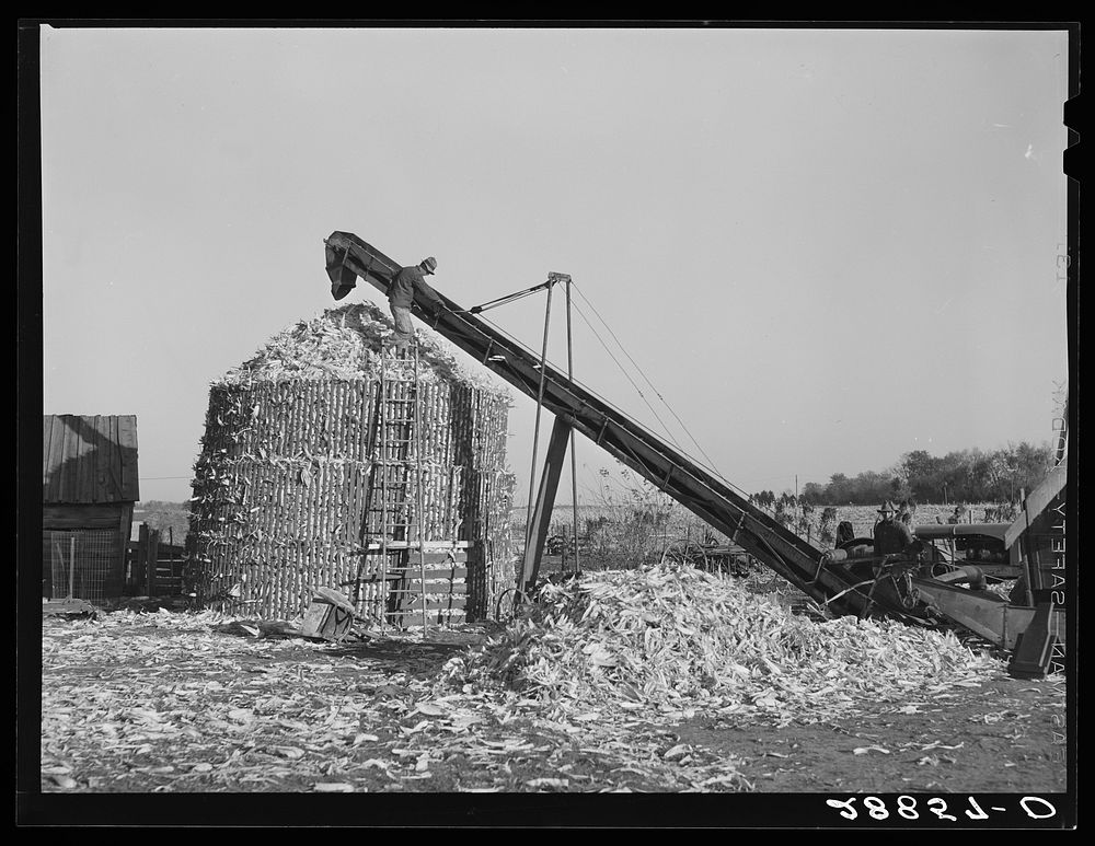 Temporary corn crib erected to store the overflowing harvest. Grundy County, Iowa. Sourced from the Library of Congress.