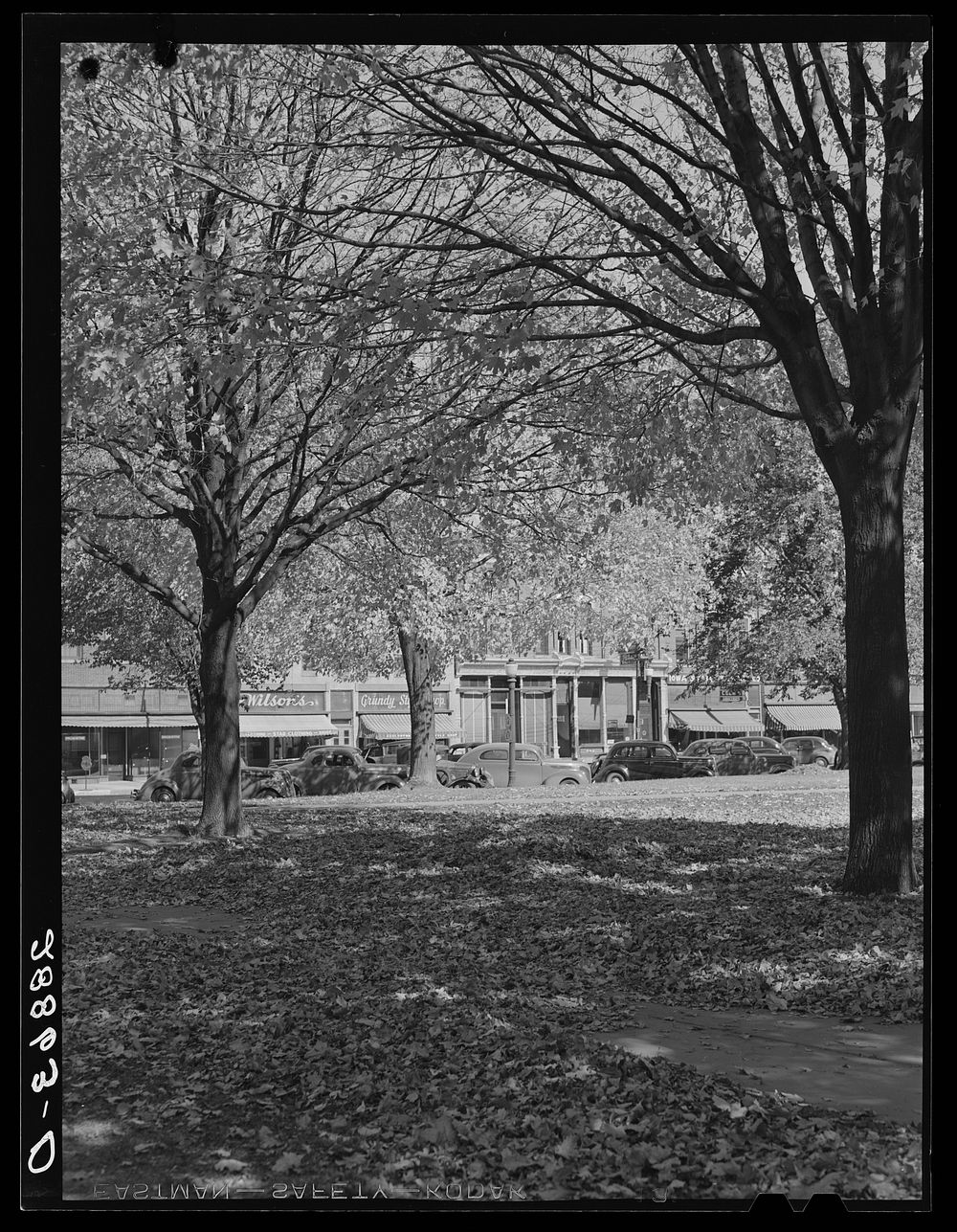 Leaves on courthouse lawn. Grundy Center, Iowa. Sourced from the Library of Congress.