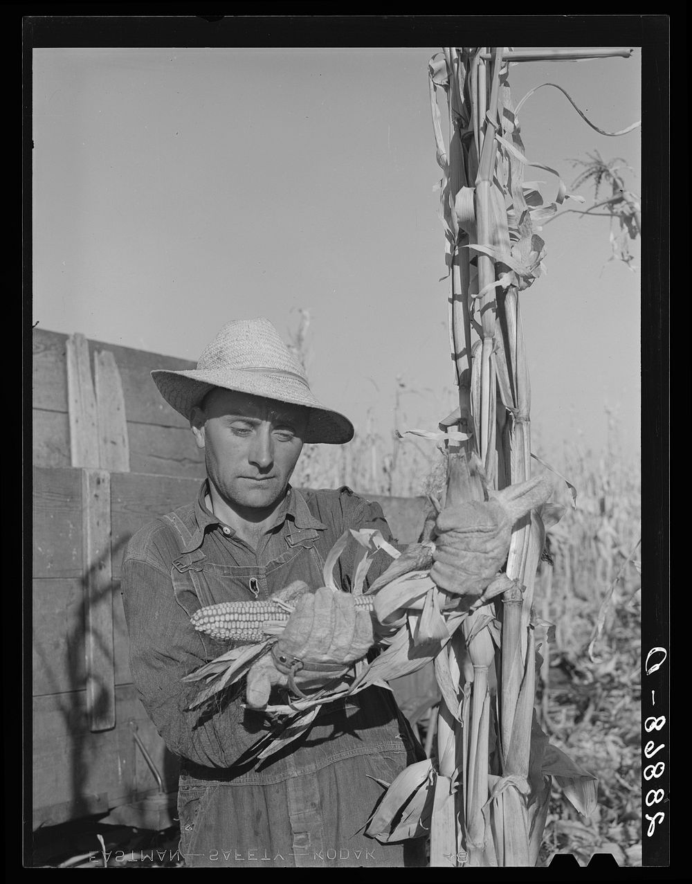 Husking corn. Grundy County, Iowa. Sourced from the Library of Congress.
