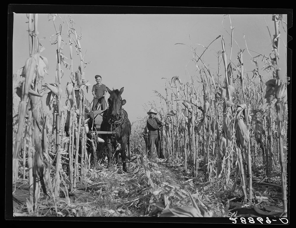Husking corn. Grundy County, Iowa. Sourced from the Library of Congress.