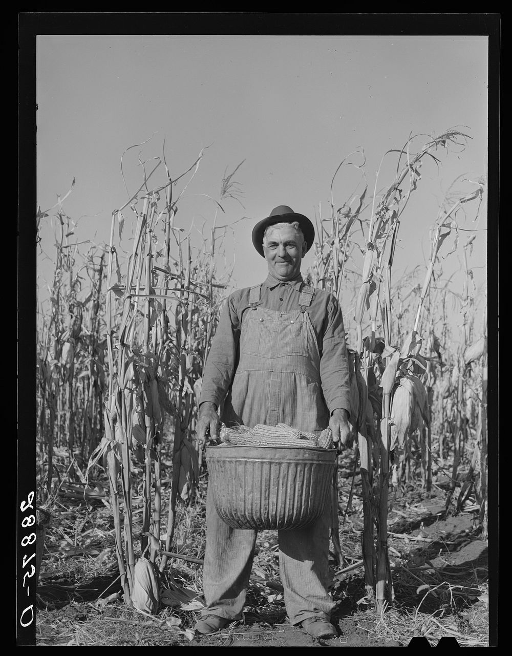 Fred Ukro with corn husked for yield test. Grundy County, Iowa. Sourced from the Library of Congress.