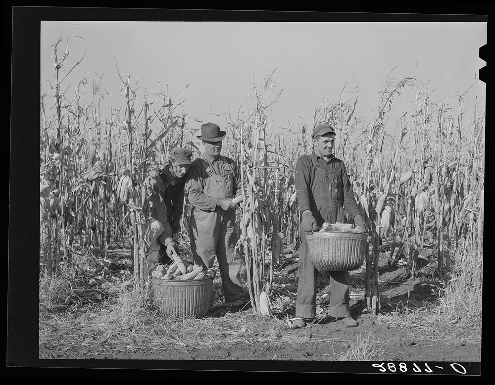 [Untitled photo, possibly related to: Fred Ukro with corn husked for yield test. Grundy County, Iowa]. Sourced from the…