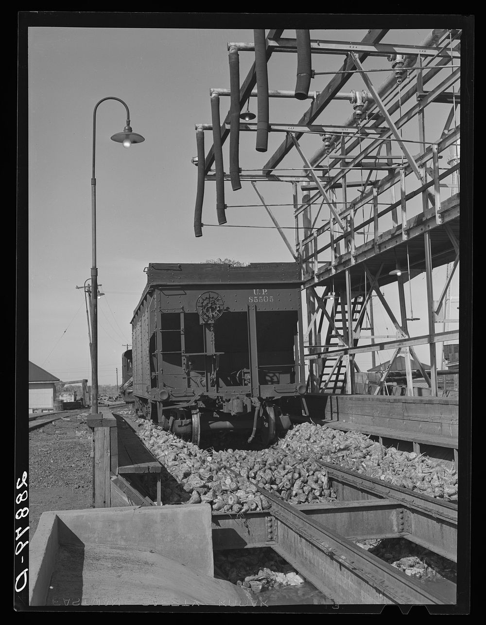 Sugar beets are unloaded over flumes in which hot water carries them to the factory. Brighton, Colorado. Sourced from the…