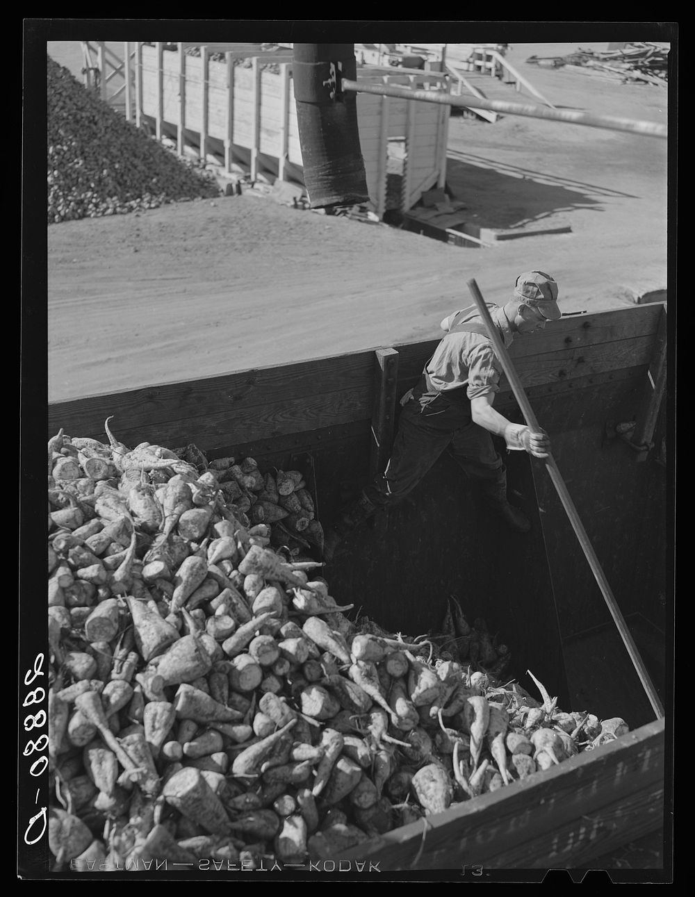 [Untitled photo, possibly related to: Unloading sugar beets at factory. Brighton, Colorado]. Sourced from the Library of…