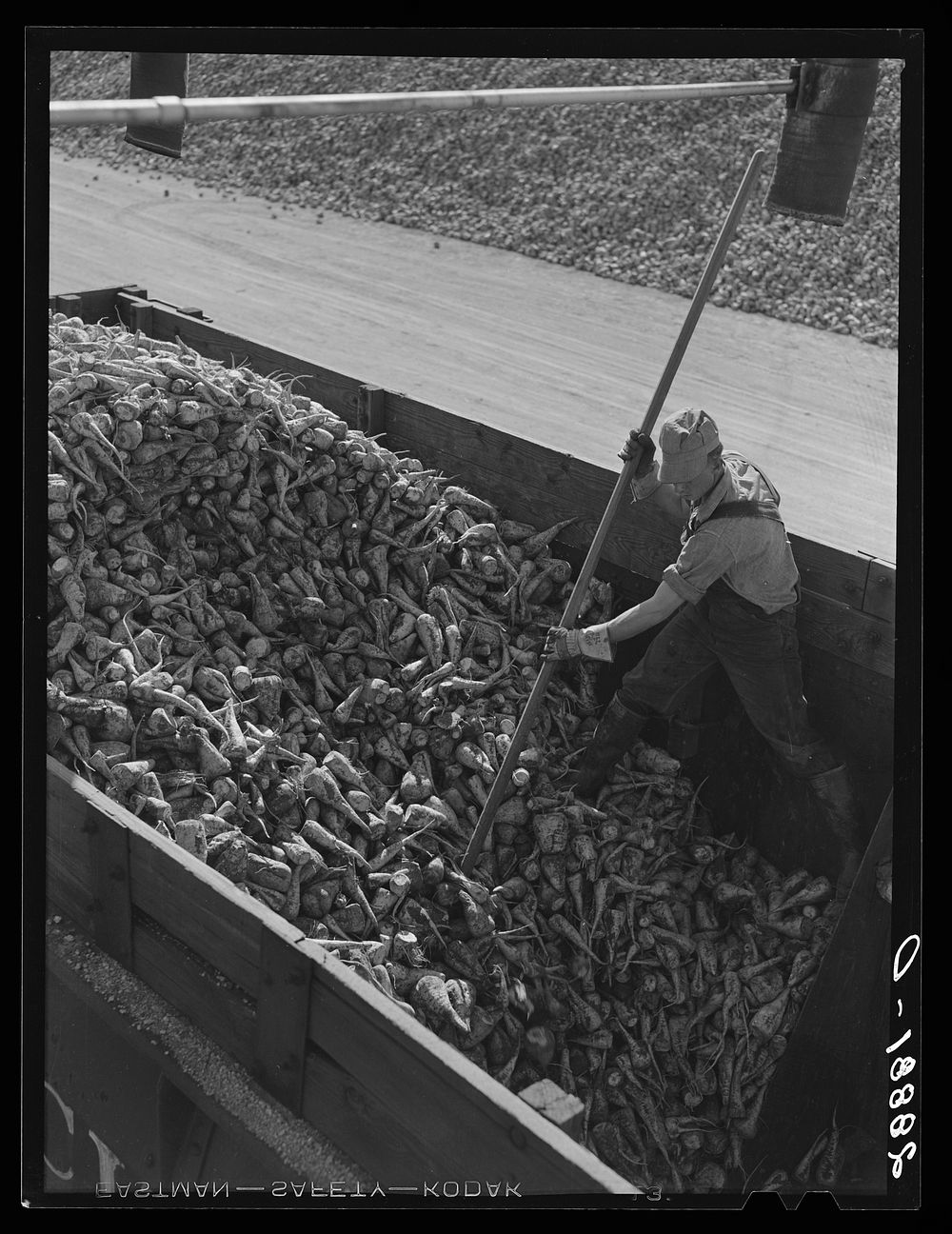 Unloading sugar beets at factory. Brighton, Colorado. Sourced from the Library of Congress.