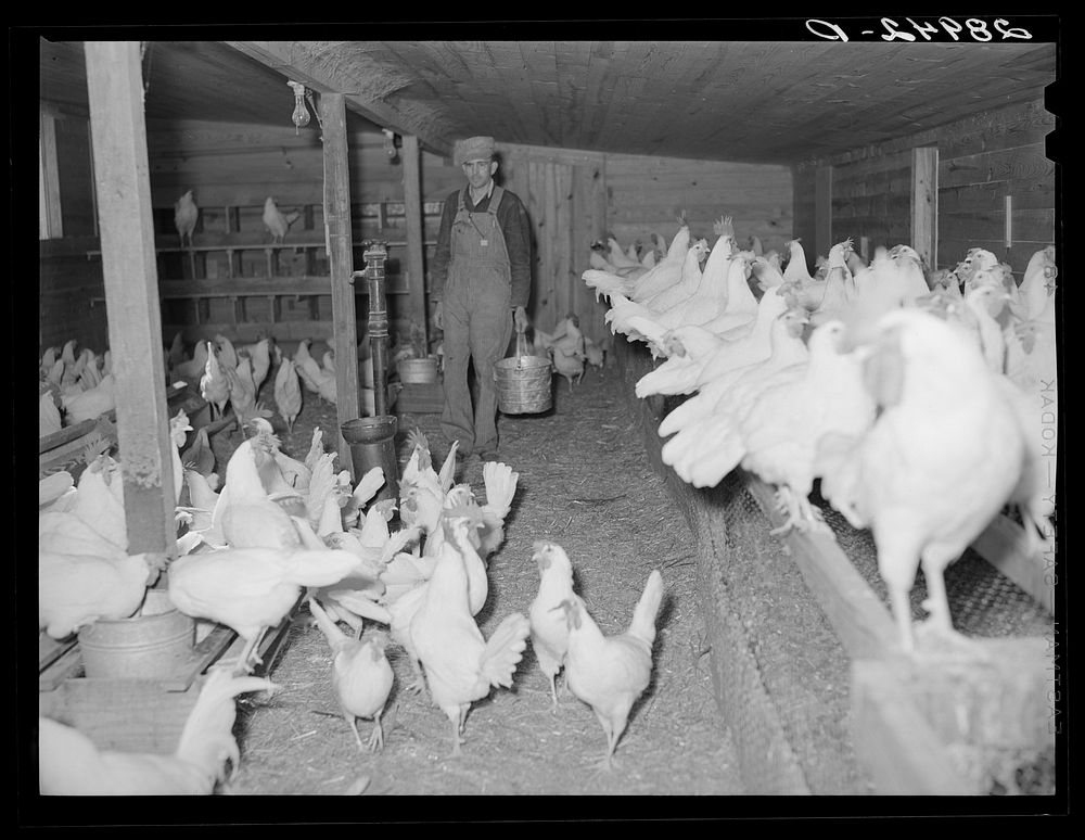 [Untitled photo, possibly related to: Part of the dairy herd at Bois d'Arc cooperative. Osage Farms, Missouri]. Sourced from…