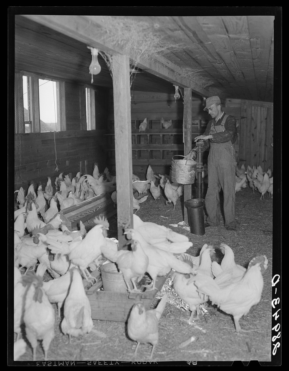 There are 1800 chickens and 2000 pullets at the Bois d'Arc cooperative. Osage Farms, Missouri. Sourced from the Library of…