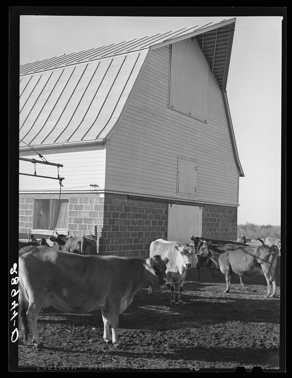 Part of the dairy herd at Bois d'Arc cooperative. Osage Farms, Missouri. Sourced from the Library of Congress.