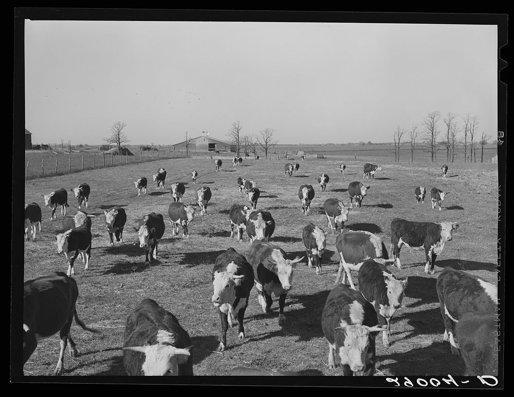 Some of the 108 cattle being fattened at the Bois d'Arc Cooperative follow a wagonload of sorgo. Osage Farms, Missouri.…