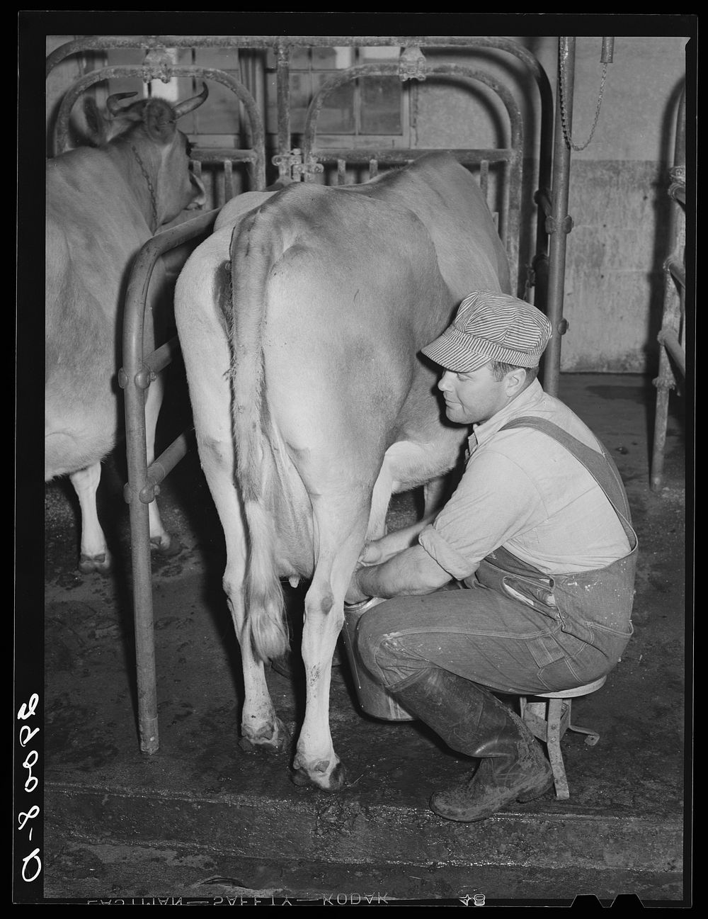 Farmers who operate the dairy are specialists in this field. Hillview Cooperative, Osage Farms, Missouri. Sourced from the…