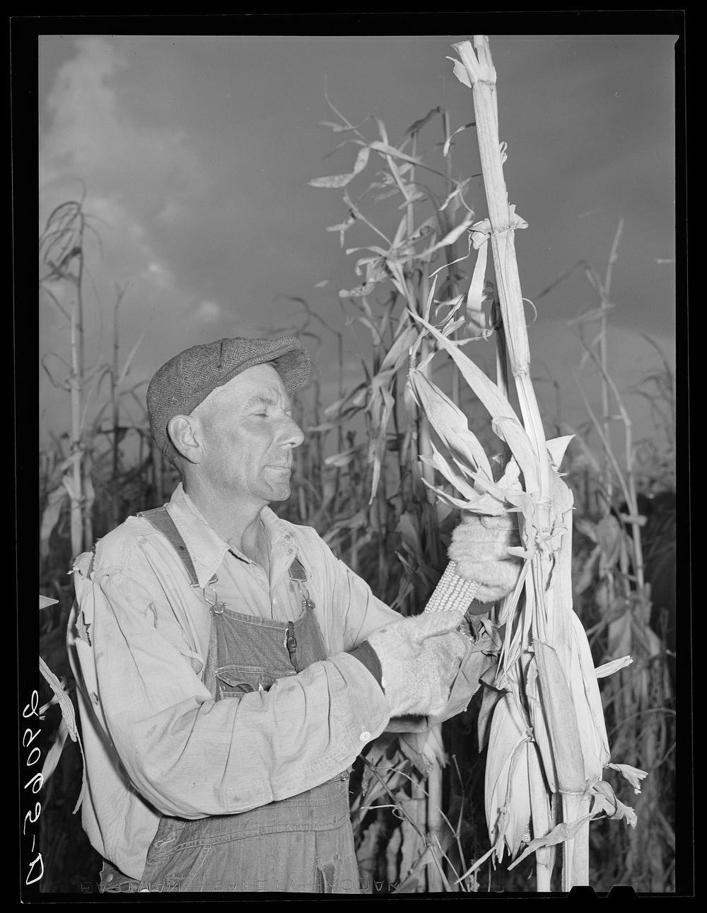 [Untitled photo, possibly related to: Fred Maschman, tenant purchase client, husking corn. Iowa County, Iowa]. Sourced from…
