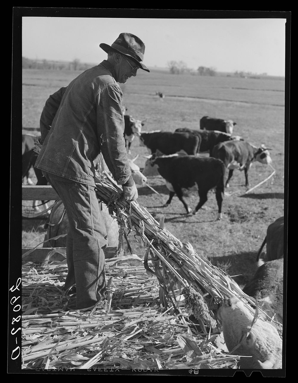 Feeding Hereford cattle. Bois d'Arc Cooperative, Osage Farms, Missouri. Sourced from the Library of Congress.