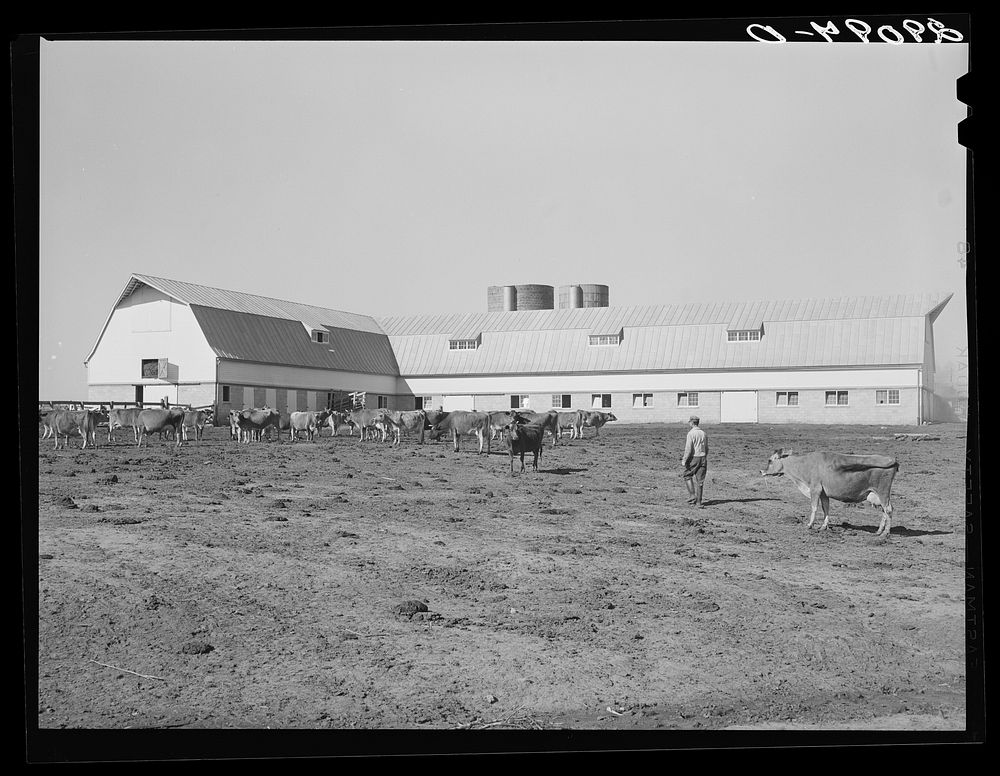 Dairy herd at Hillview Cooperative leads the Pettis County dairy herd improvement farms. Osage Farms, Missouri. Sourced from…