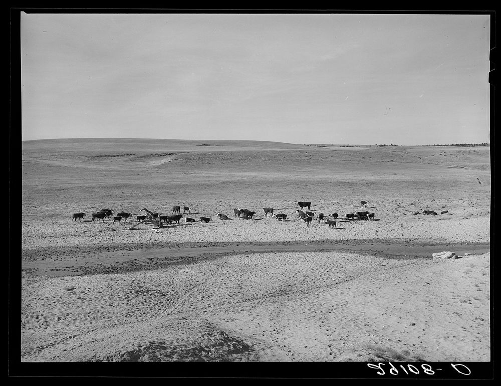 Cattle near creek. Dawes County, Nebraska. Sourced from the Library of Congress.