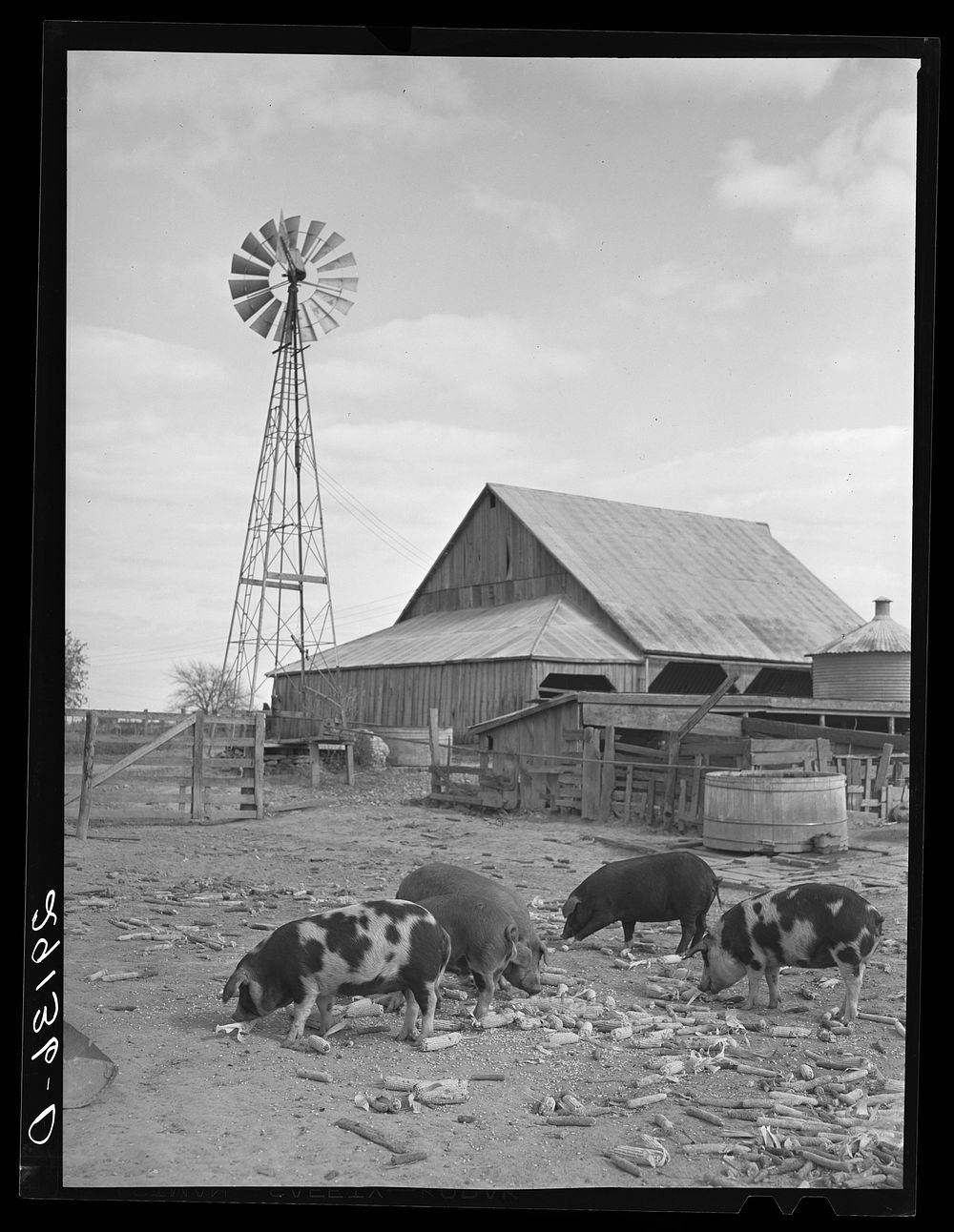 Hogs eating corn. Boone County, Missouri. Sourced from the Library of Congress.