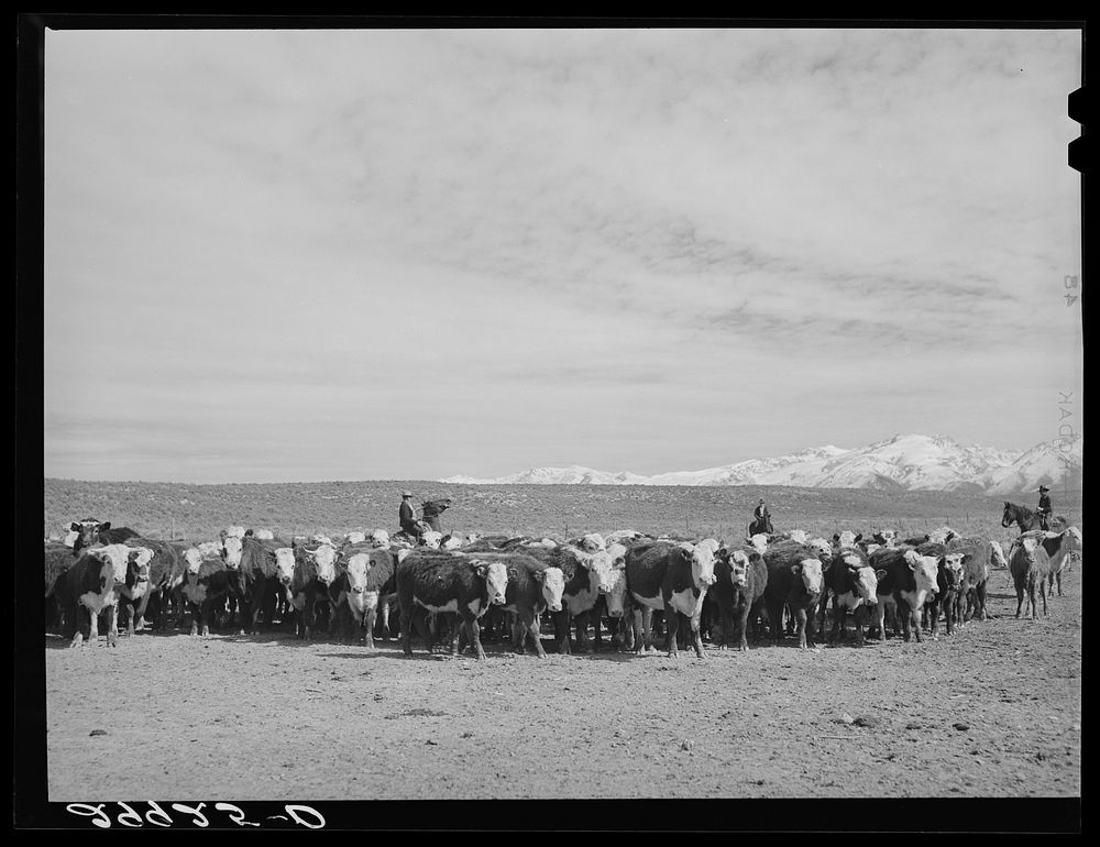 [Untitled photo, possibly related to: Rounding up of cattle. Elko County, Nevada]. Sourced from the Library of Congress.