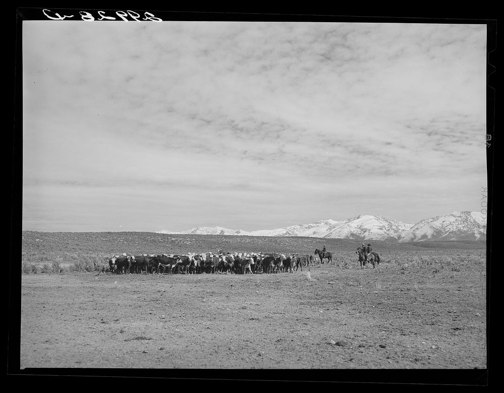 [Untitled photo, possibly related to: Rounding up of cattle. Elko County, Nevada]. Sourced from the Library of Congress.
