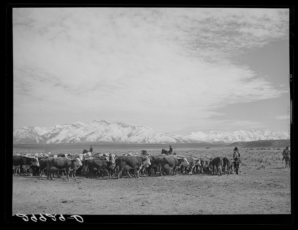 Rounding up of cattle. Elko County, Nevada. Sourced from the Library of Congress.