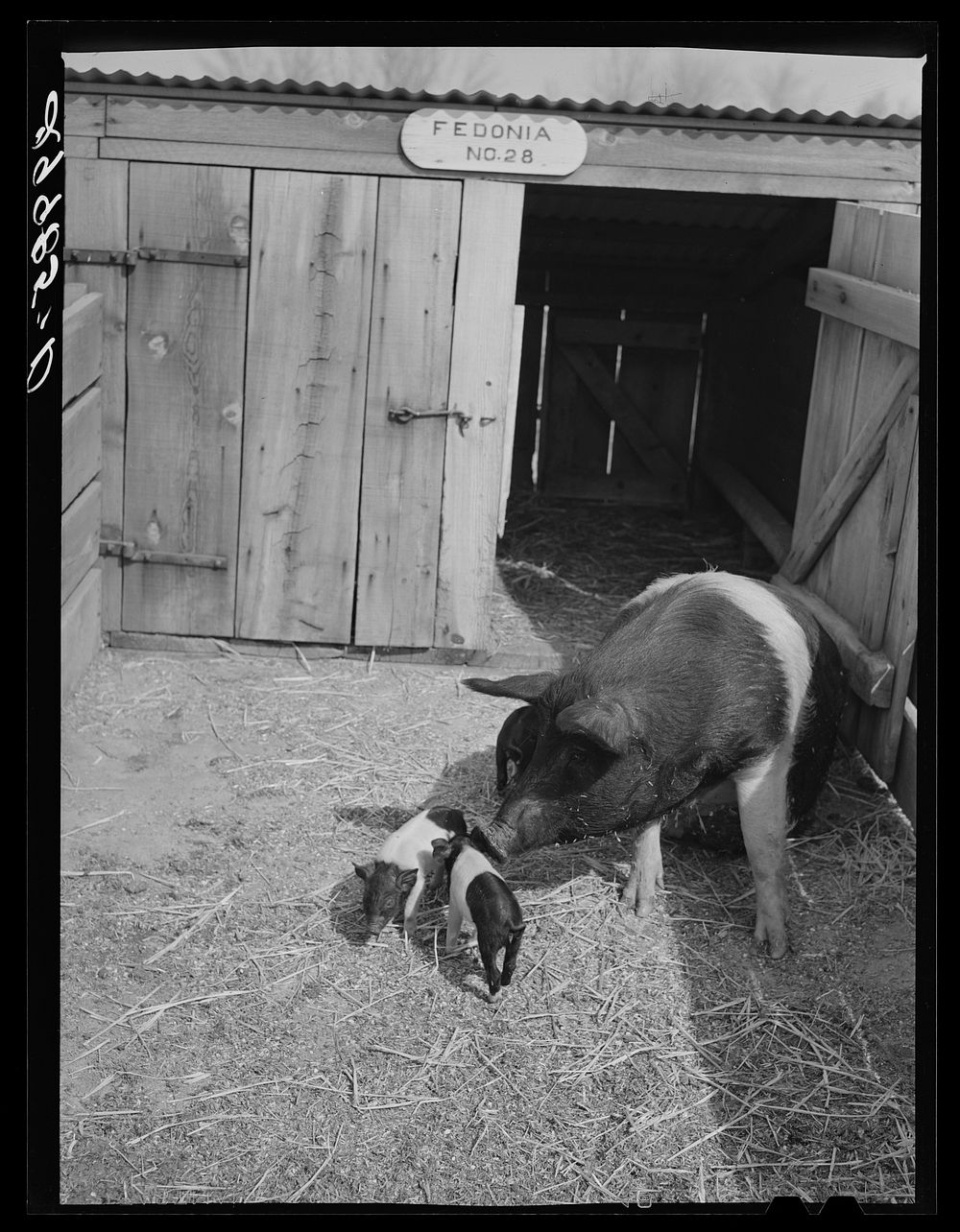 Brood sow with pigs. Dangberg Ranch, Douglas County, Nevada. Sourced from the Library of Congress.