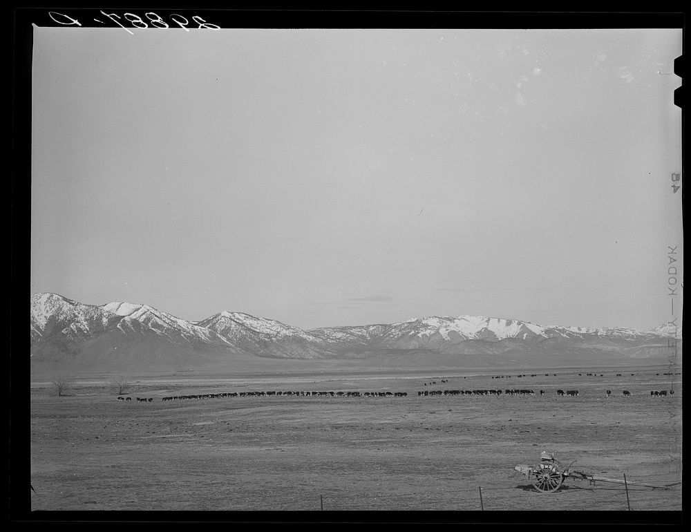 Cattle feeding. Dangberg Ranch, Douglas County, Nevada. Sourced from the Library of Congress.