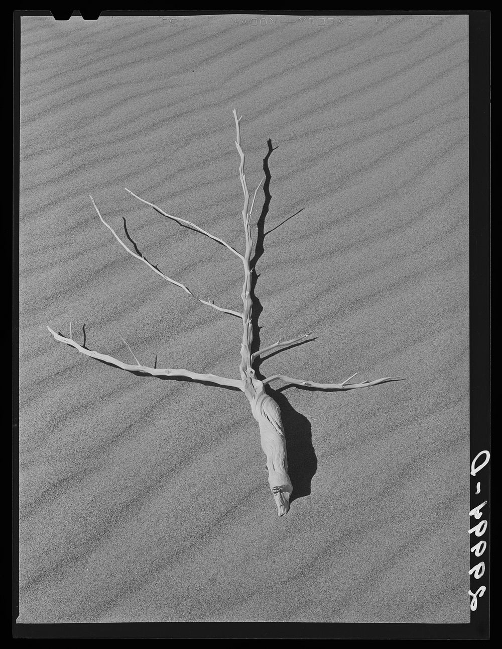 Sagebrush on sand dune. Nye County, Nevada. Sourced from the Library of Congress.