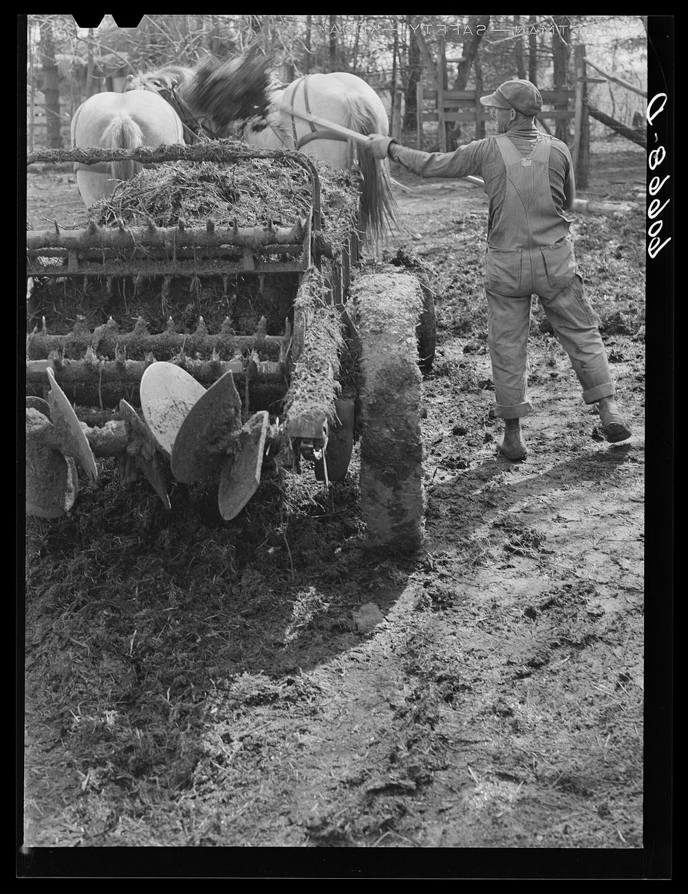 [Untitled photo, possibly related to: Loading wagon with manure to spread in cornfield before planting. Grundy County…