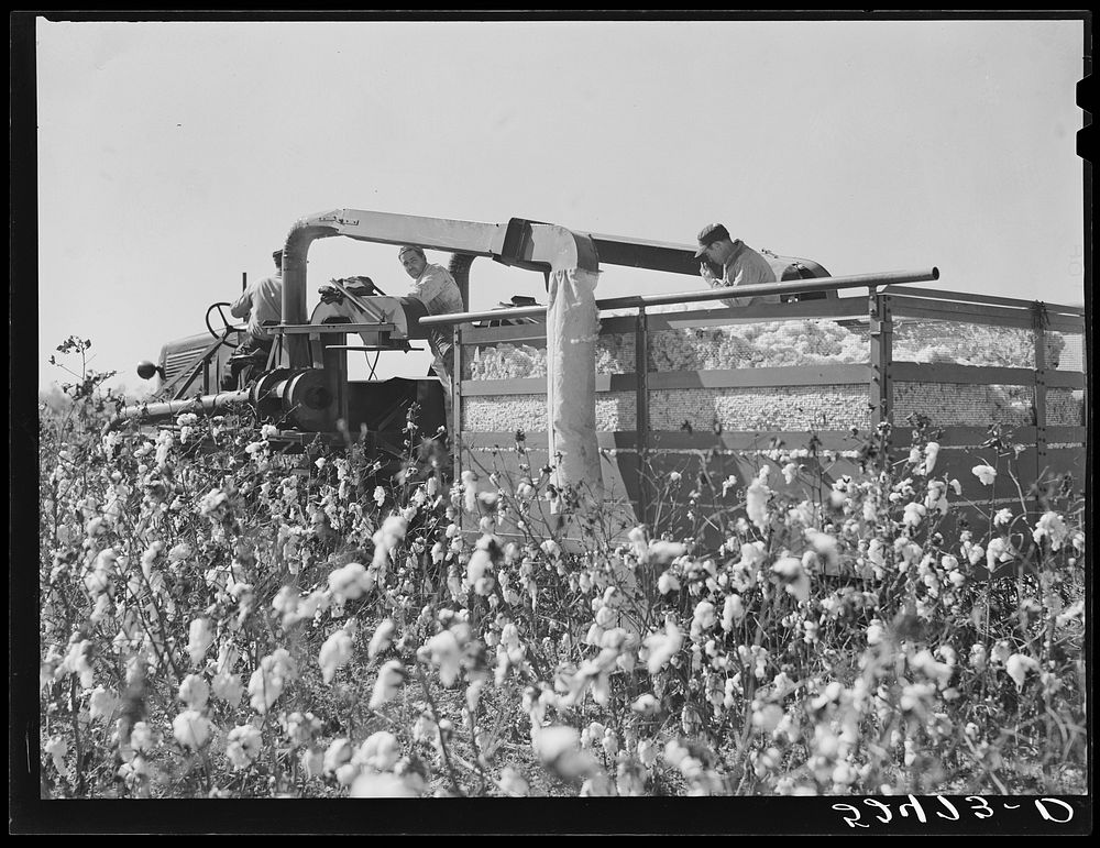 The rust cotton picker in field at Clover Hill Plantation, near Clarksdale, Mississippi Delta. Sourced from the Library of…