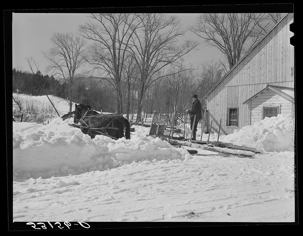 [Untitled photo, possibly related to: Taking the horses into new barn after hauling water on Clinton Gilbert's farm.…