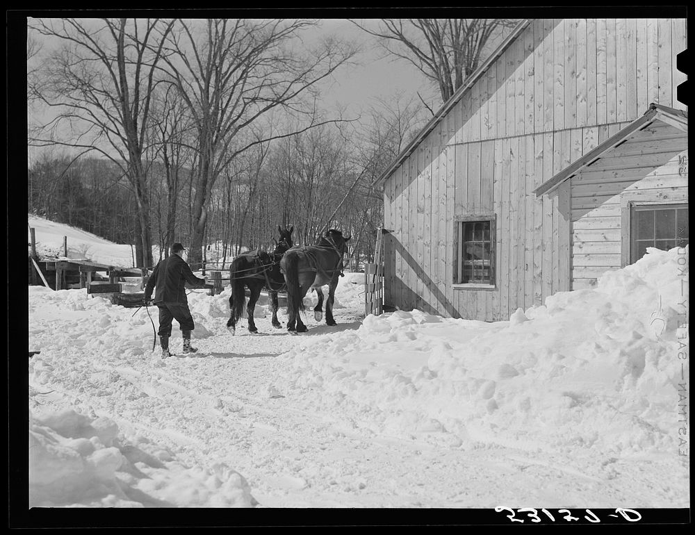 Taking the horses into new barn after hauling water on Clinton Gilbert's farm. Woodstock, Vermont. Sourced from the Library…