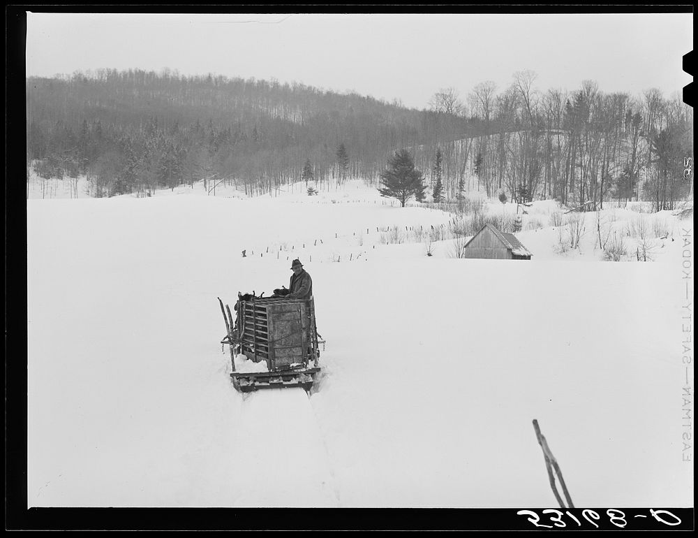 [Untitled photo, possibly related to: Taking the hogs to be butchered. Woodstock, Vermontlearing deep snow out of front…