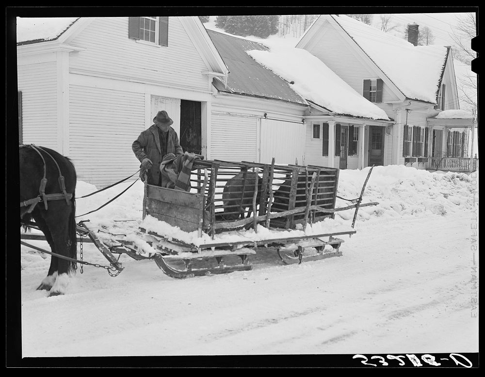 Hauling hogs in sled to be butchered. Woodstock, Vermont. Sourced from the Library of Congress.