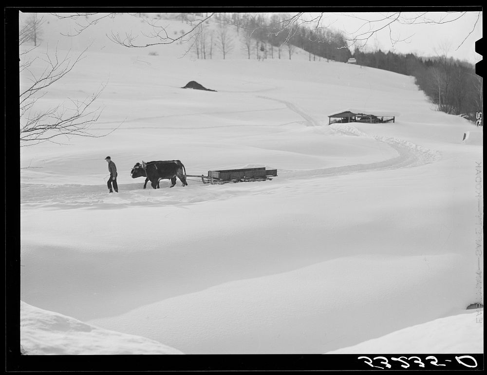 Oxen hauling a sled on Clinton Gilbert's farm. Woodstock, Vermont. Sourced from the Library of Congress.