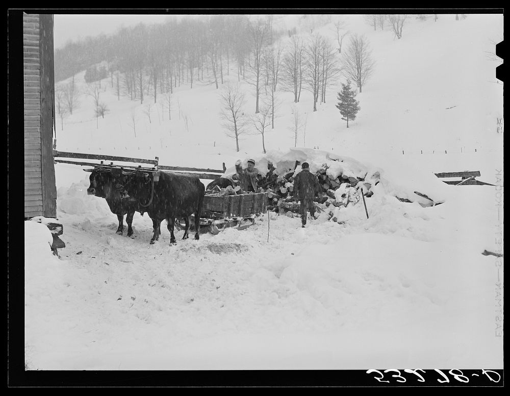 Taking wood from snowed-under woodpile into shed with team of oxen and sled. Near Barnard, Windsor County, Vermont.…