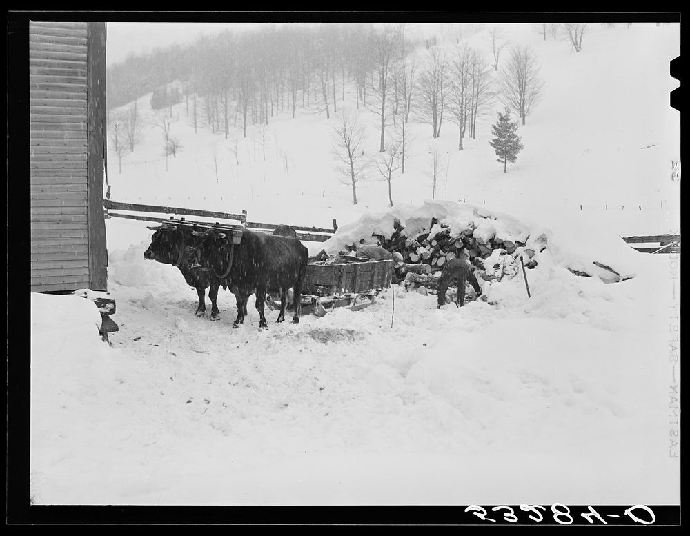 [Untitled photo, possibly related to: Taking wood from snowed-under woodpile into shed with team of oxen and sled. Near…