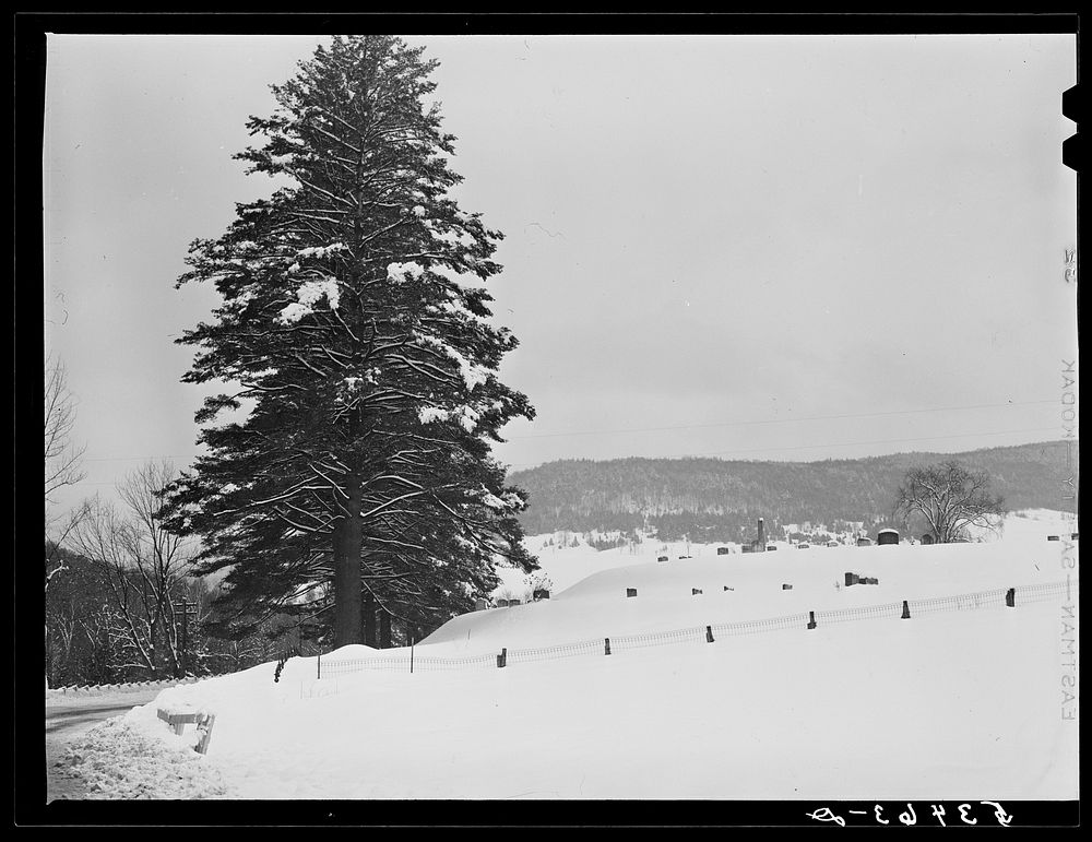 [Untitled photo, possibly related to: Snow-covered trees on top of Cannon Mountain. Franconia Notch, New Hampshire]. Sourced…