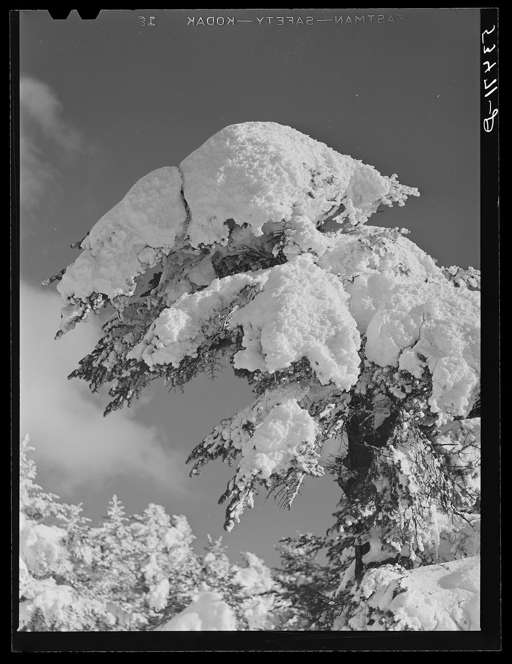 Snow-covered trees on Cranmore Mountain. North Conway, New Hampshire. Sourced from the Library of Congress.