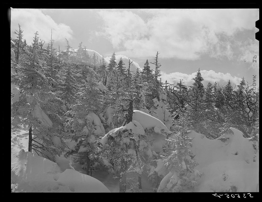 Snow-covered trees on top of Cannon Mountain. Franconia Notch, New Hampshire. Sourced from the Library of Congress.