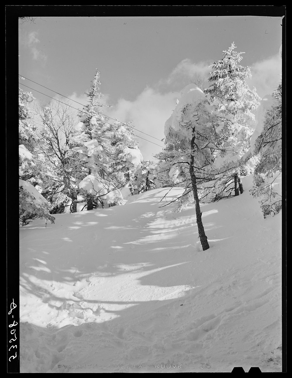 Snow-covered trees on top of Cannon Mountain. Franconia Notch, New Hampshire. Sourced from the Library of Congress.