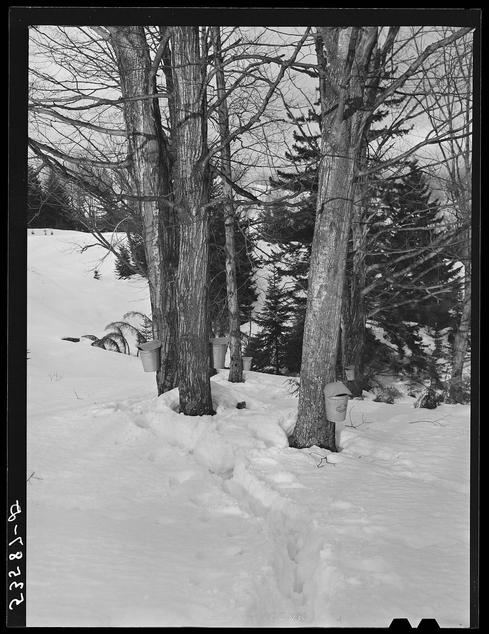 [Untitled photo, possibly related to: Gathering sap for maple syrup on Frank Schutleff's farm of about 400 acres originally…