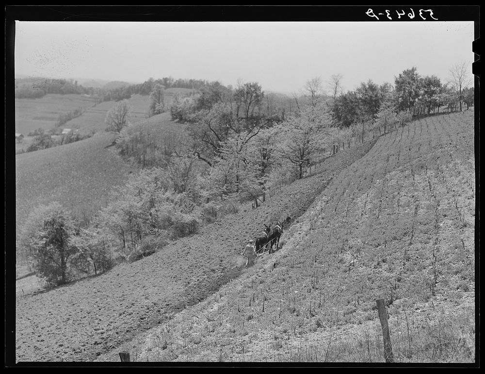 Plowing tobacco field, northeastern Tennessee. Sourced from the Library of Congress.