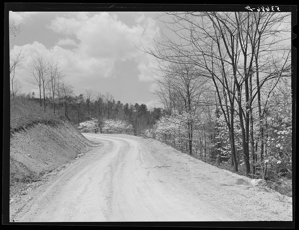 Country road with dogwood in blossom in the spring. Shenandoah Valley, Virginia. Sourced from the Library of Congress.