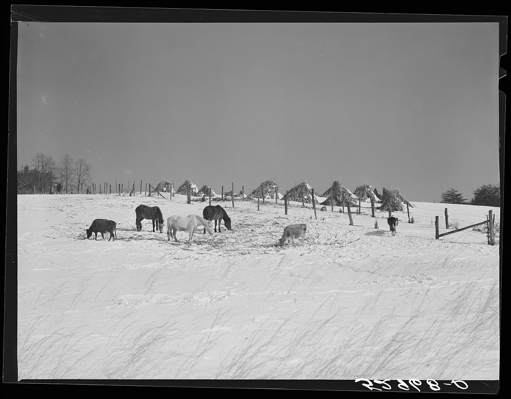 [Untitled photo, possibly related to: Horse and shelter on farm, Montgomery County, Maryland]. Sourced from the Library of…