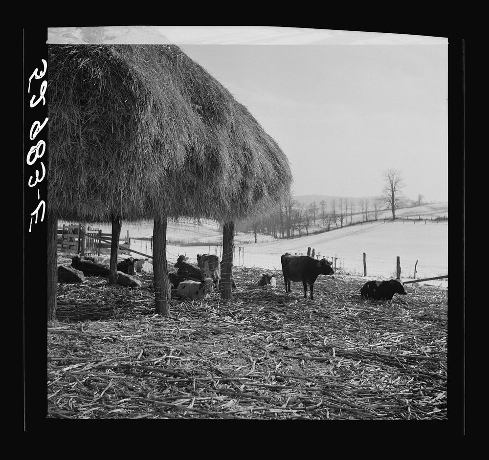 [Untitled photo, possibly related to: Farm near Frederick, Maryland]. Sourced from the Library of Congress.