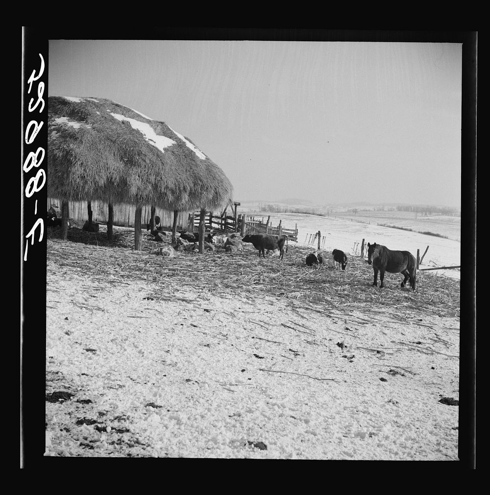 [Untitled photo, possibly related to: Farm near Frederick, Maryland]. Sourced from the Library of Congress.