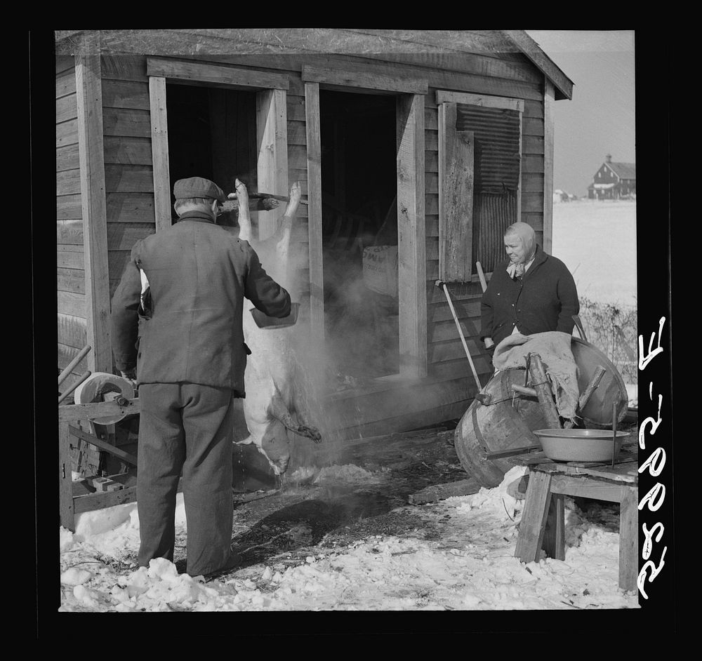 Hog killing time near Frederick, Maryland. Sourced from the Library of Congress.